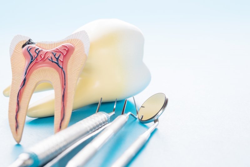 model of inside of tooth